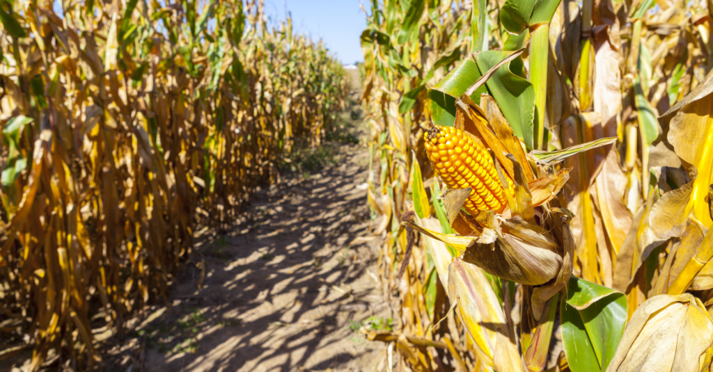 Corn Mazes