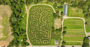 NYC-Corn-Maze-Queens-County-Farm-Amazing-Maize-Maze-Floral-Park-Queens