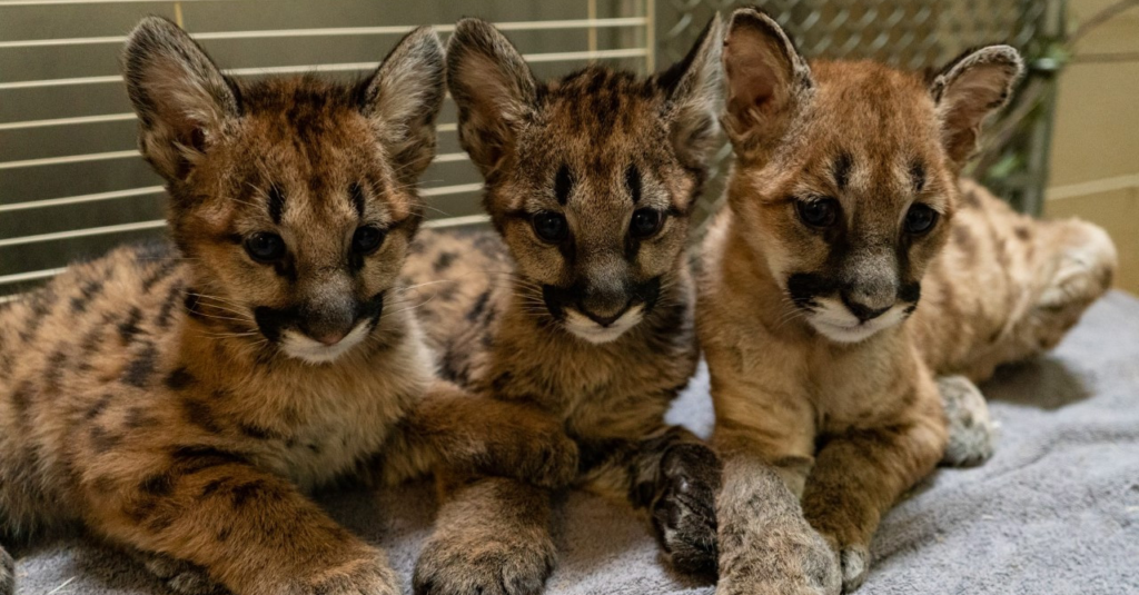 Rescued Mountain Lions Find a New Home