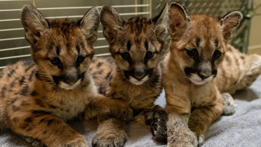Rescued Mountain Lions Find a New Home