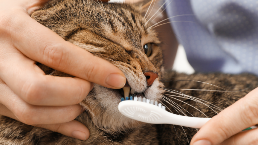 Essential Cat Toothpaste for Optimal Feline Oral Health