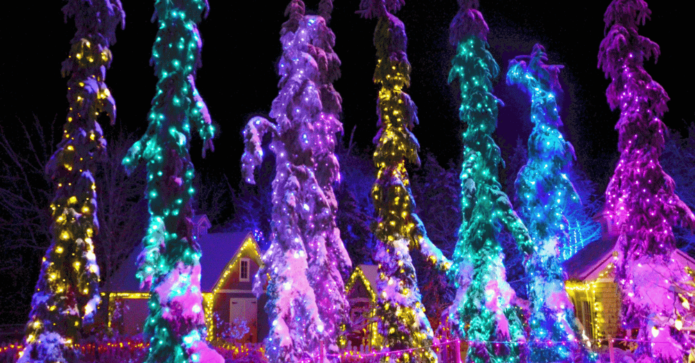 Top Holiday Light Displays Worth the Trip - Maine Botanical Garden