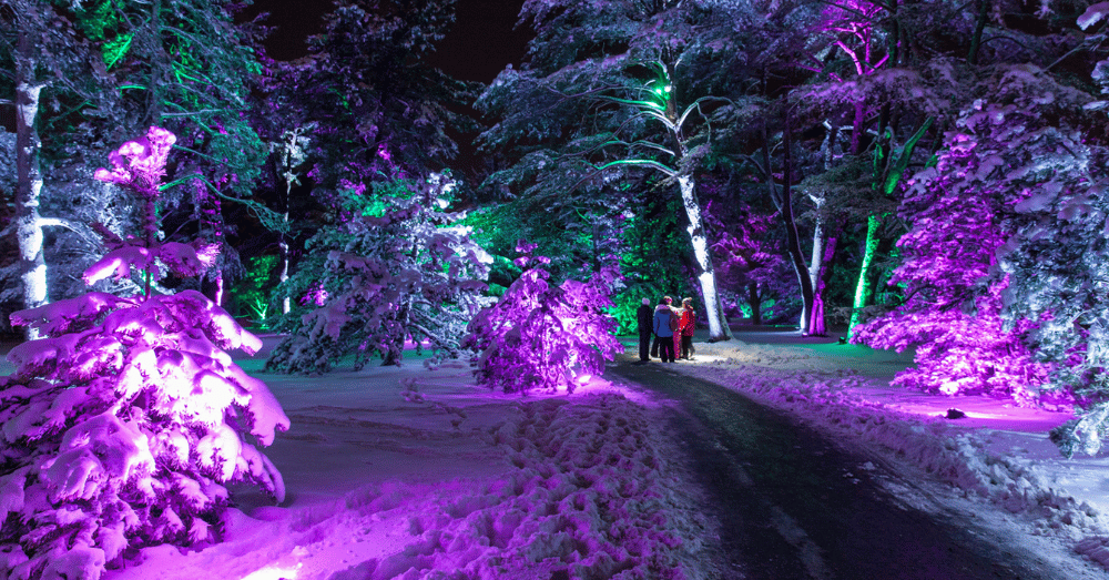 Top Holiday Light Displays Worth the Trip - Tree Lights at the Morton Arboretum